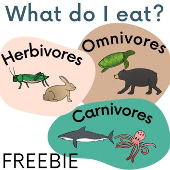 What do I eat? Herbivore, Omnivore, Carnivore Sort